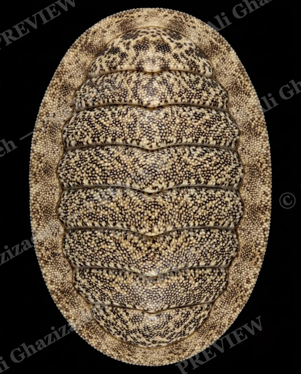 Coat of Many Colors — Speckled Stone Armor — Chiton artwork by Ali Ghazizadeh