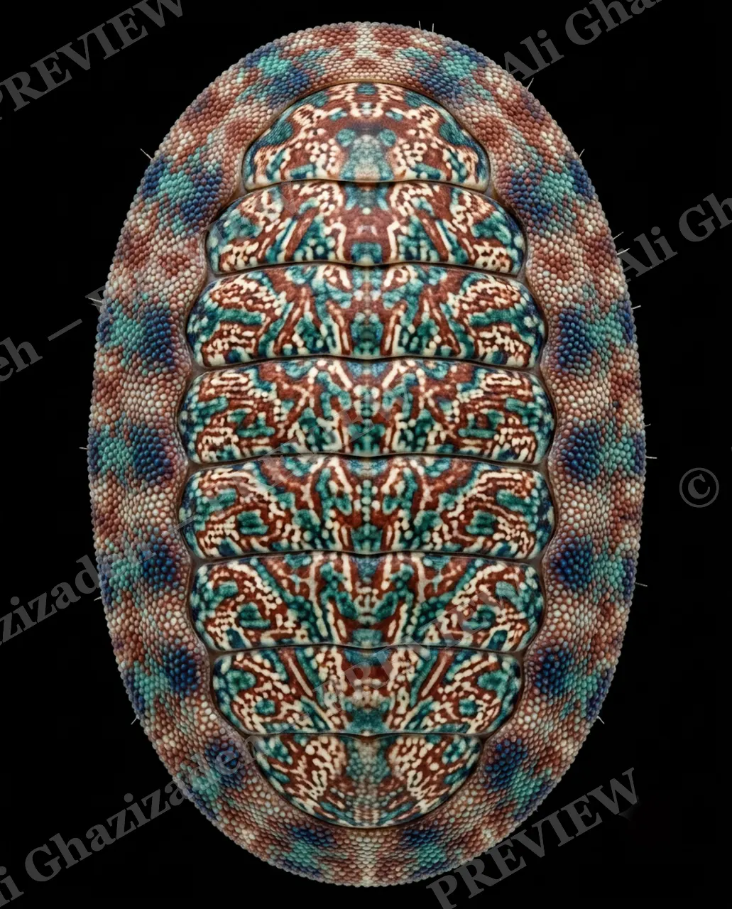 Coat of Many Colors — Teal Filigree Shell — Chiton artwork by Ali Ghazizadeh