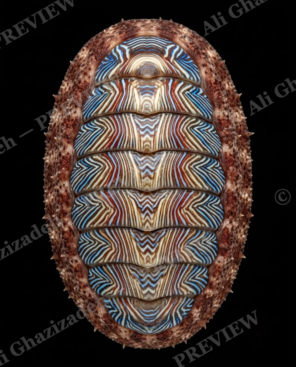 Coat of Many Colors — Tidal Blue Stripes — Chiton artwork by Ali Ghazizadeh
