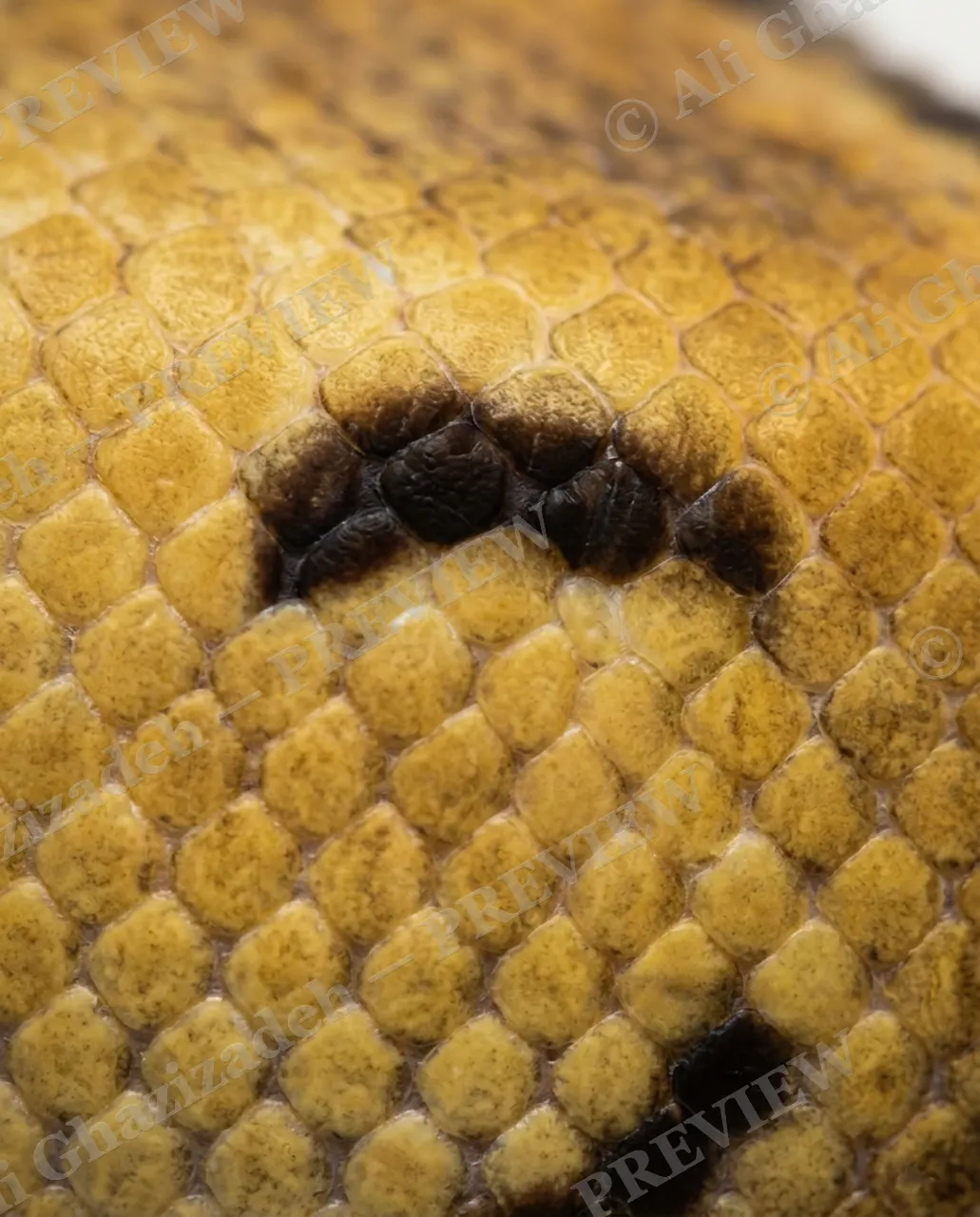 Cold-Blooded Wink — All in the Scales — Ball python artwork by Ali Ghazizadeh