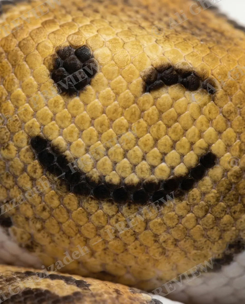 Cold-Blooded Wink — Caught Mid-Wink — Ball python artwork by Ali Ghazizadeh