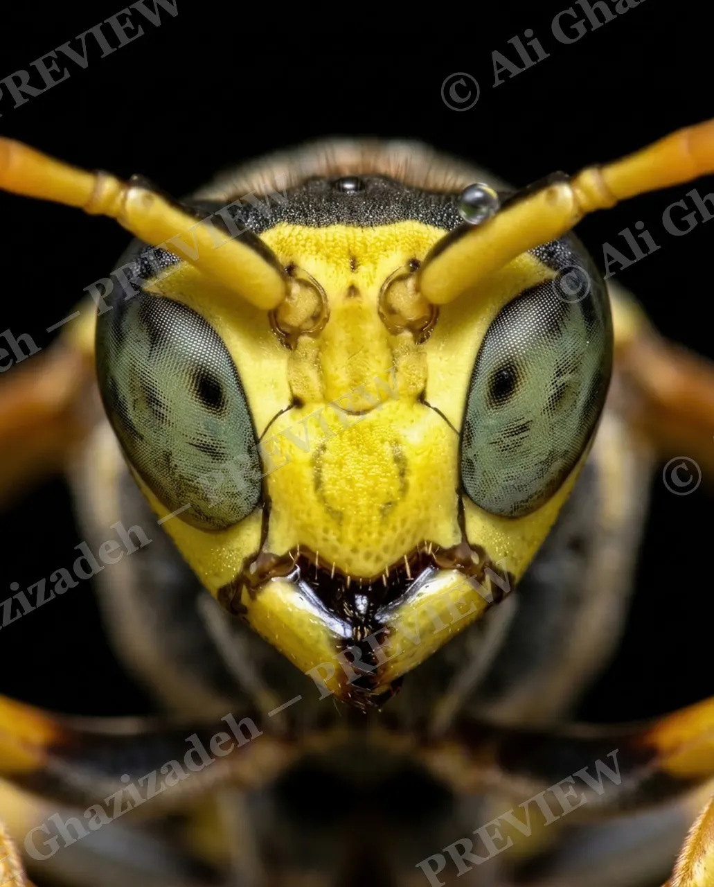 Compound Interest — Golden Wasp Stare — Horsefly artwork by Ali Ghazizadeh