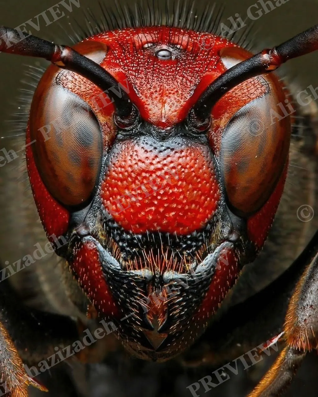 Compound Interest — Scarlet Sentinel — Horsefly artwork by Ali Ghazizadeh