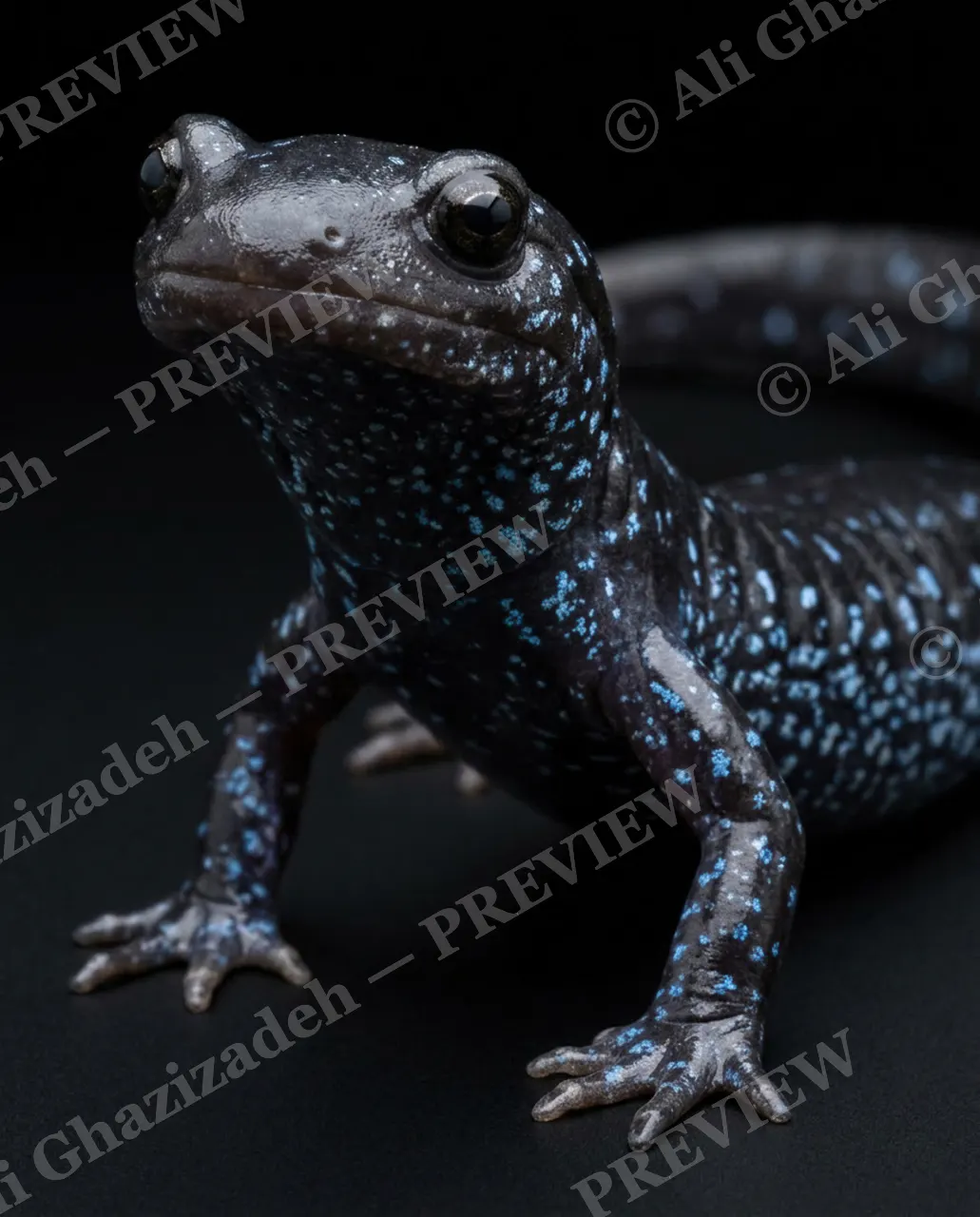 Wet Paint — Blue Constellation — Axolotl artwork by Ali Ghazizadeh