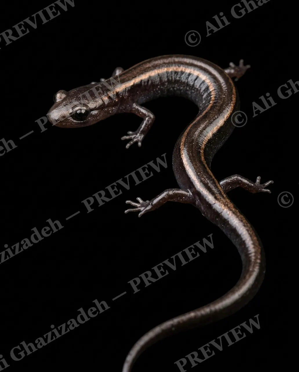 Wet Paint — Bronze Stripe — Axolotl artwork by Ali Ghazizadeh