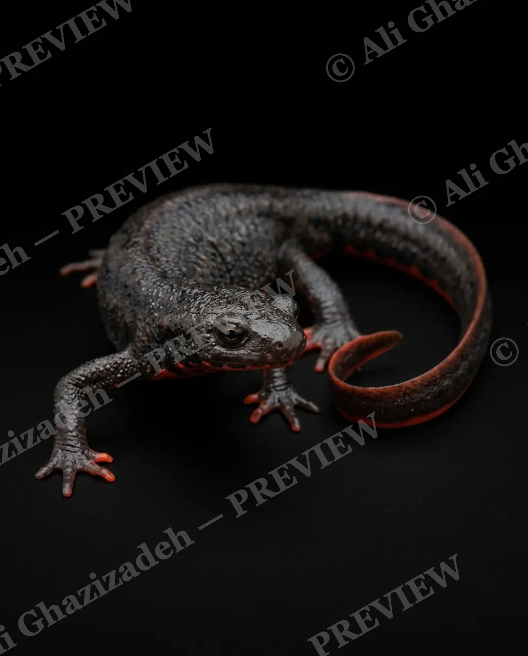 Wet Paint — Ember Trim — Axolotl artwork by Ali Ghazizadeh