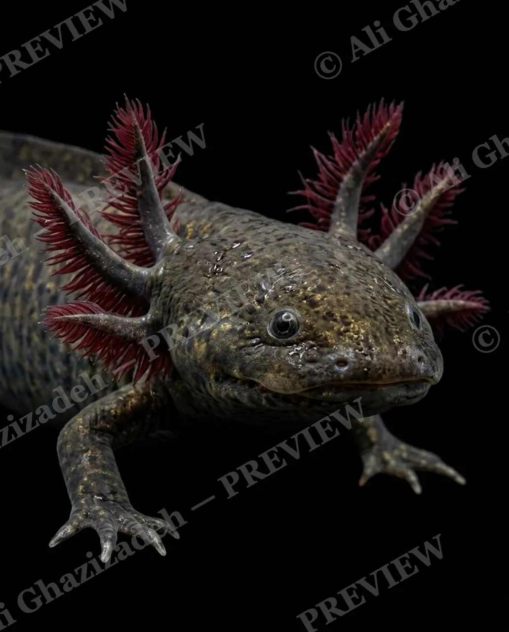 Wet Paint — Golden Gills — Axolotl artwork by Ali Ghazizadeh