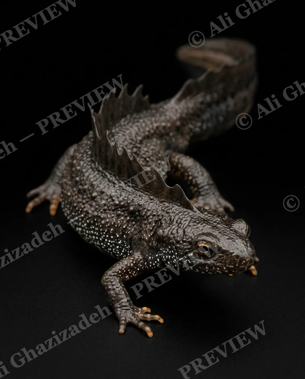 Wet Paint — Jagged Crest — Axolotl artwork by Ali Ghazizadeh