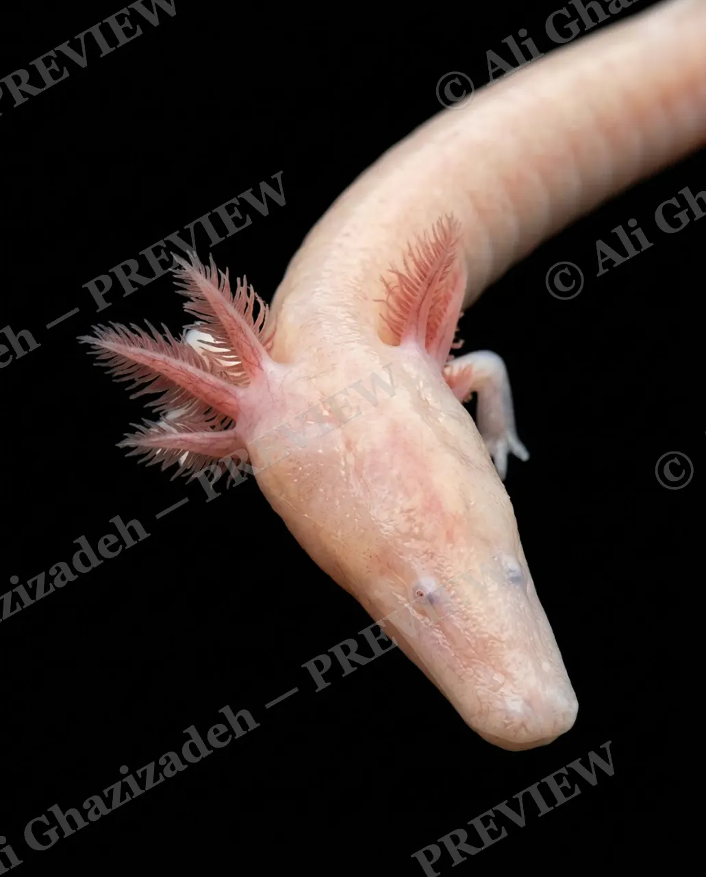 Wet Paint — Pink Axolotl — Axolotl artwork by Ali Ghazizadeh