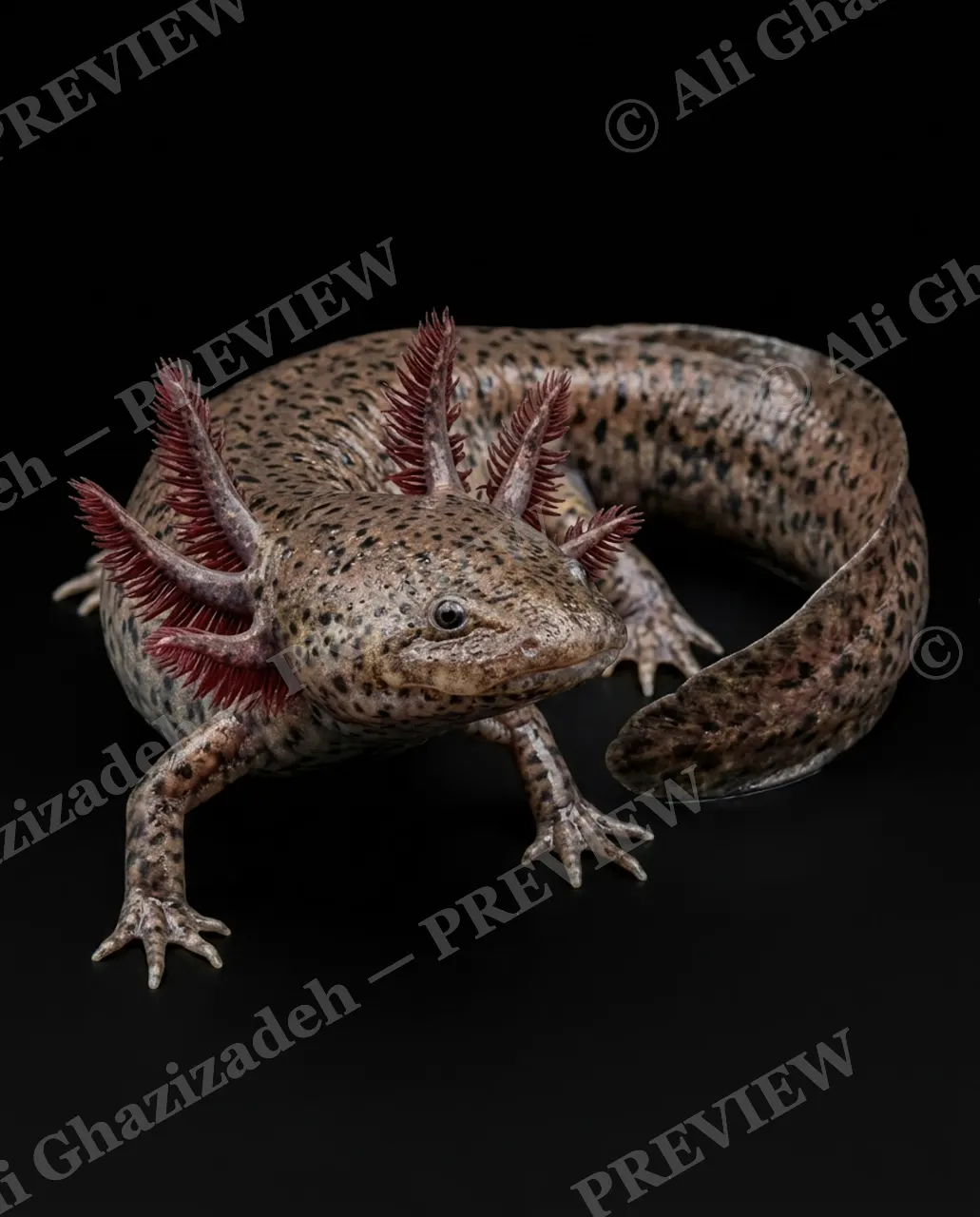 Wet Paint — Speckled Smile — Axolotl artwork by Ali Ghazizadeh