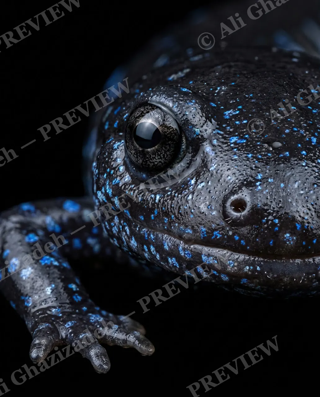 Wet Paint — Starry Skin — Axolotl artwork by Ali Ghazizadeh