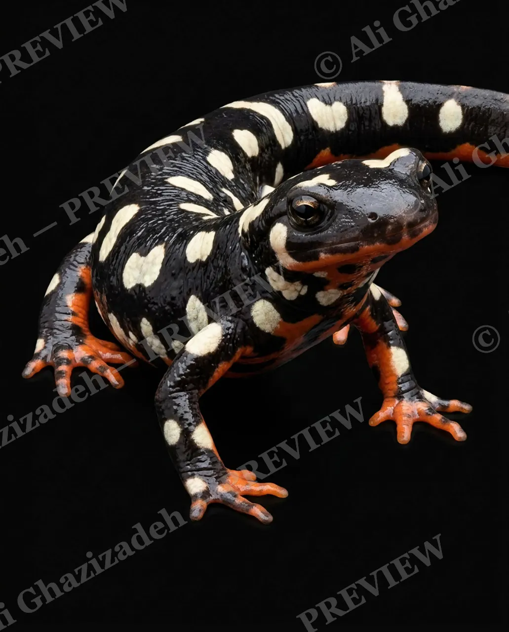 Wet Paint — Tiger Stripes — Axolotl artwork by Ali Ghazizadeh