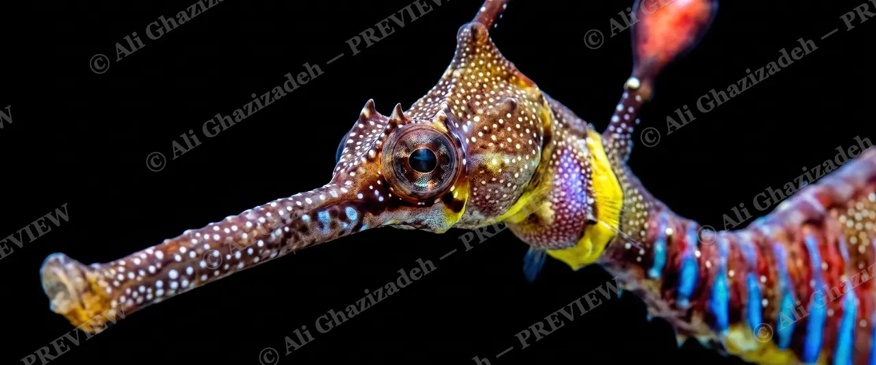 Coral Disguise — Face to Face — Weedy seadragon artwork by Ali Ghazizadeh