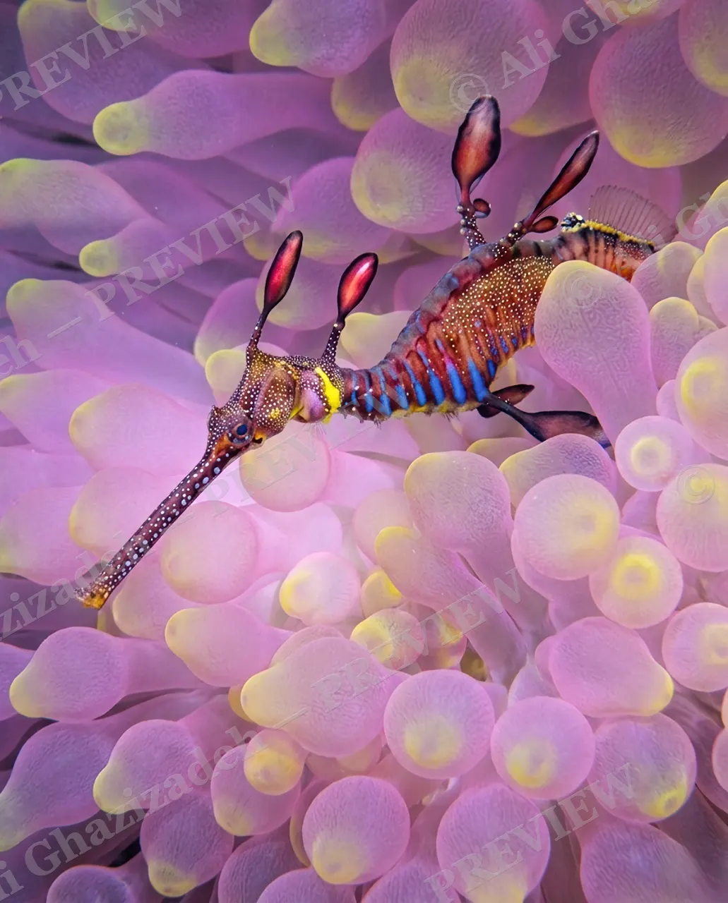 Coral Disguise — Hidden in the Coral — Weedy seadragon artwork by Ali Ghazizadeh