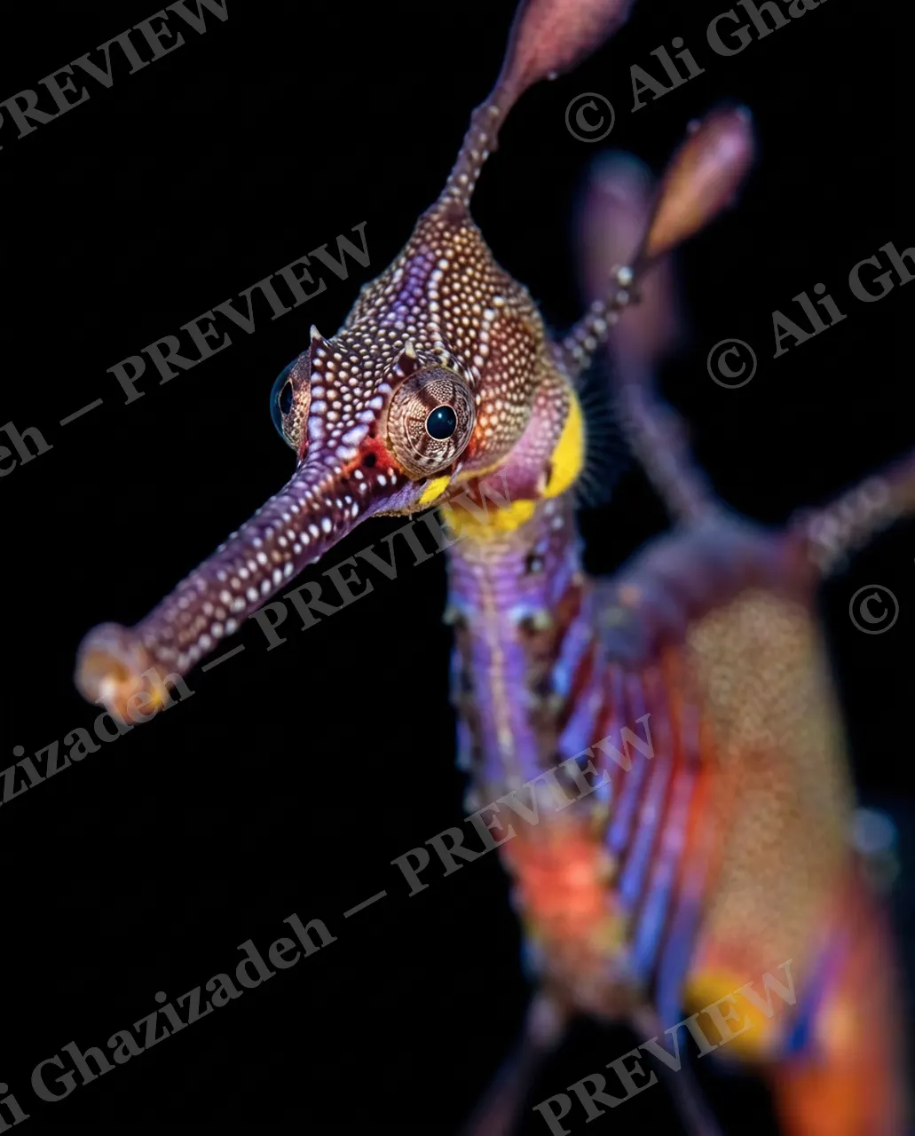 Coral Disguise — Stepping Into the Dark — Weedy seadragon artwork by Ali Ghazizadeh