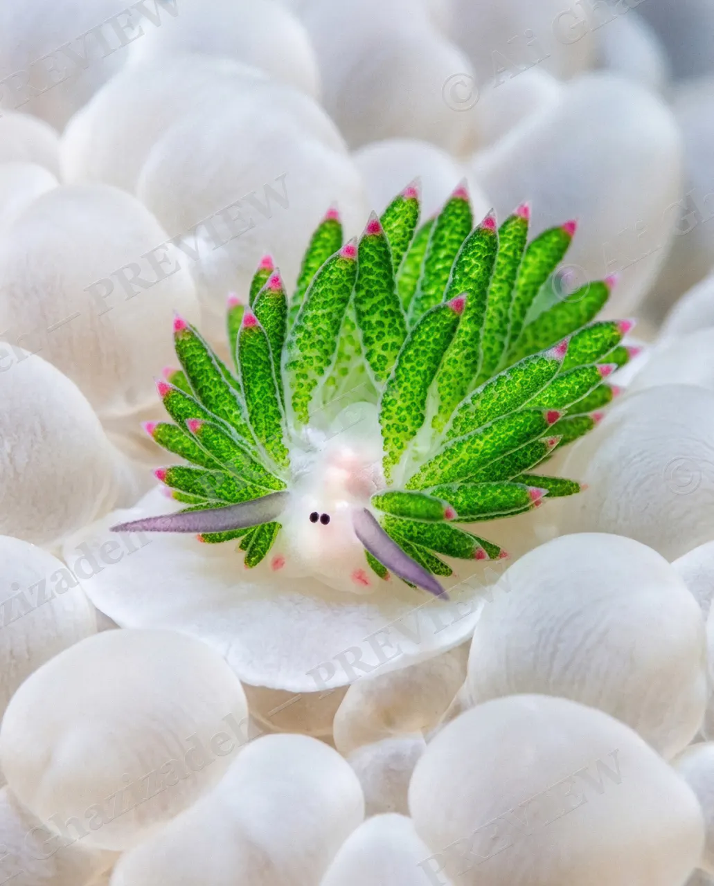 Wool Over Your Eyes — A Sheep Among Petals — Leaf sheep sea slug artwork by Ali Ghazizadeh