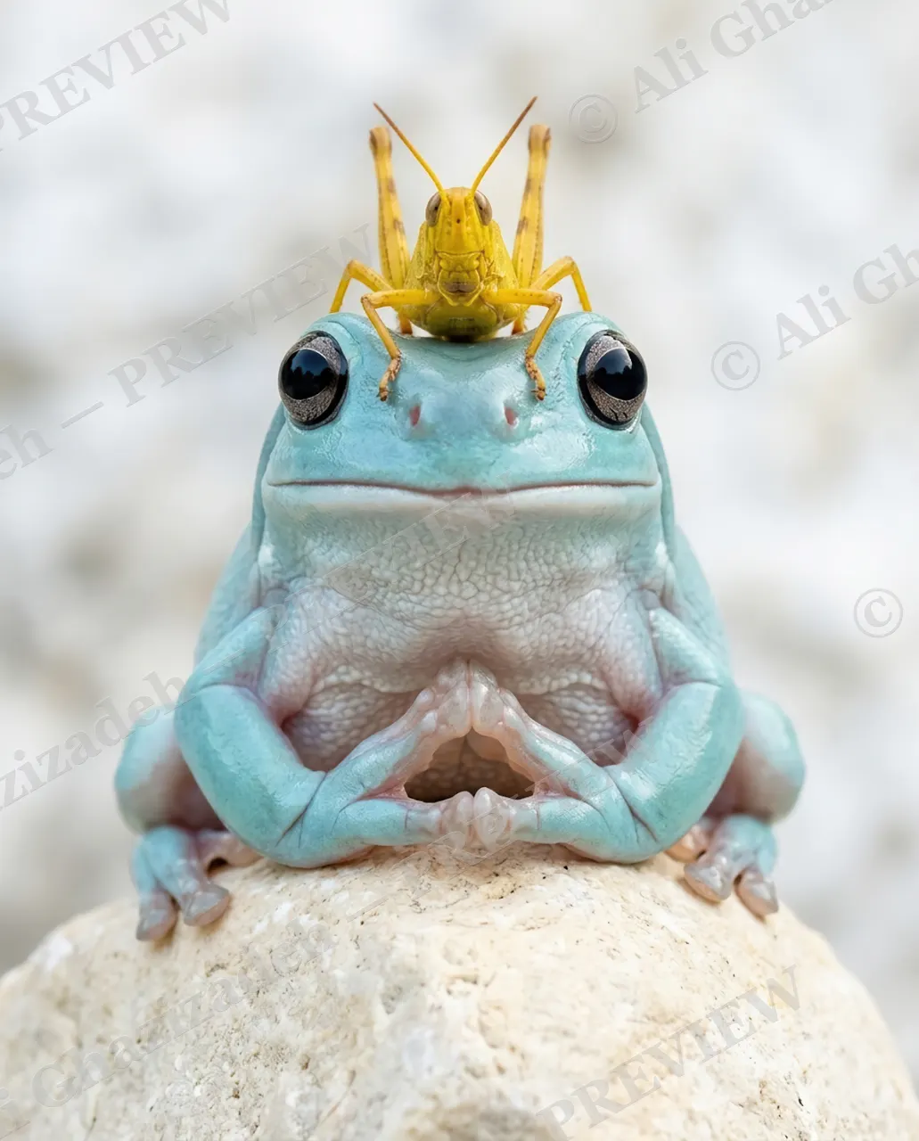 Crowning Achievement — The Grasshopper Crown — White's tree frog artwork by Ali Ghazizadeh