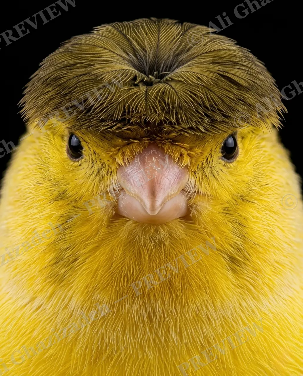 Crowning Glory — Bowl Cut — Pheasant artwork by Ali Ghazizadeh