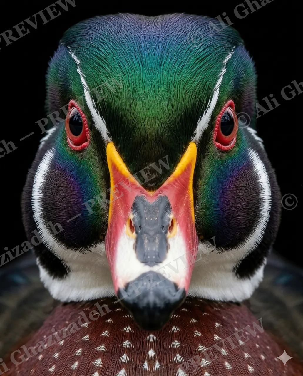 Crowning Glory — Dressed to the Nines — Pheasant artwork by Ali Ghazizadeh