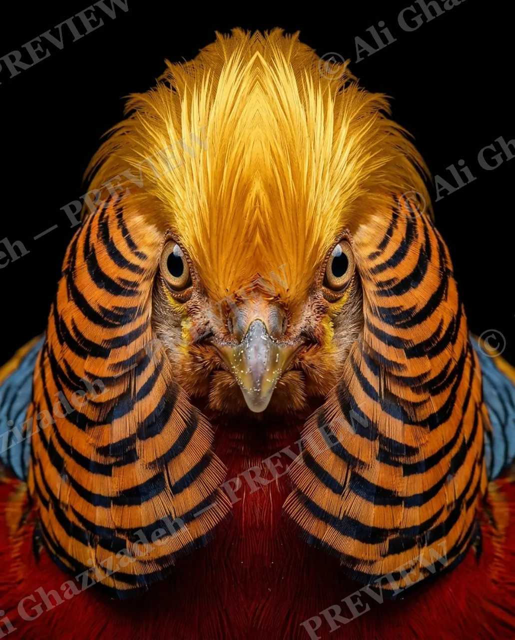 Crowning Glory — Golden Hour — Pheasant artwork by Ali Ghazizadeh