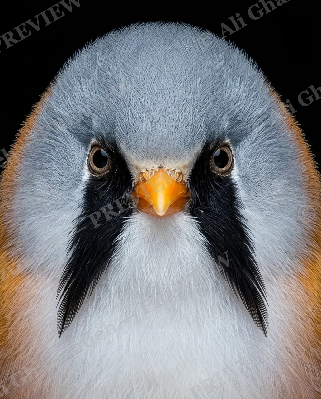 Crowning Glory — Handlebar Mustache — Pheasant artwork by Ali Ghazizadeh