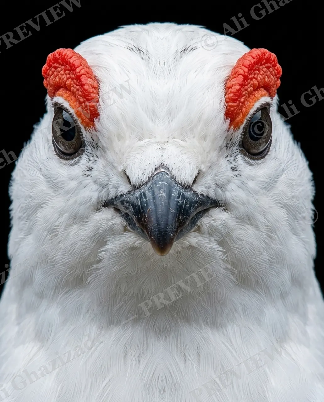 Crowning Glory — Little Red Sideburns — Pheasant artwork by Ali Ghazizadeh