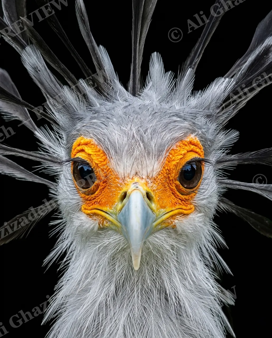 Crowning Glory — Punk Diplomat — Pheasant artwork by Ali Ghazizadeh