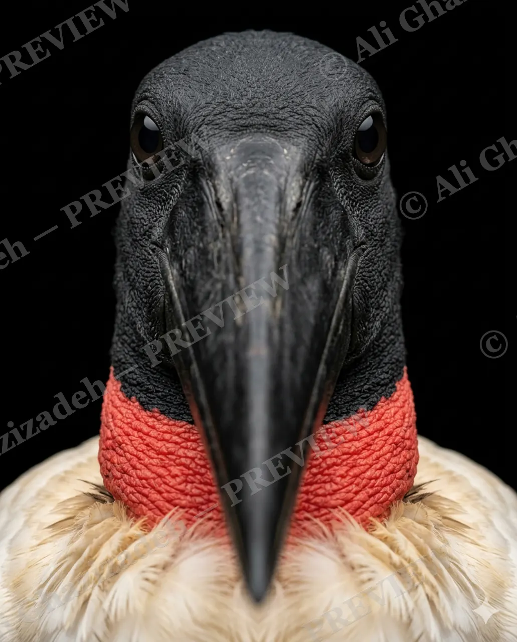 Crowning Glory — Red Collar Formal — Pheasant artwork by Ali Ghazizadeh