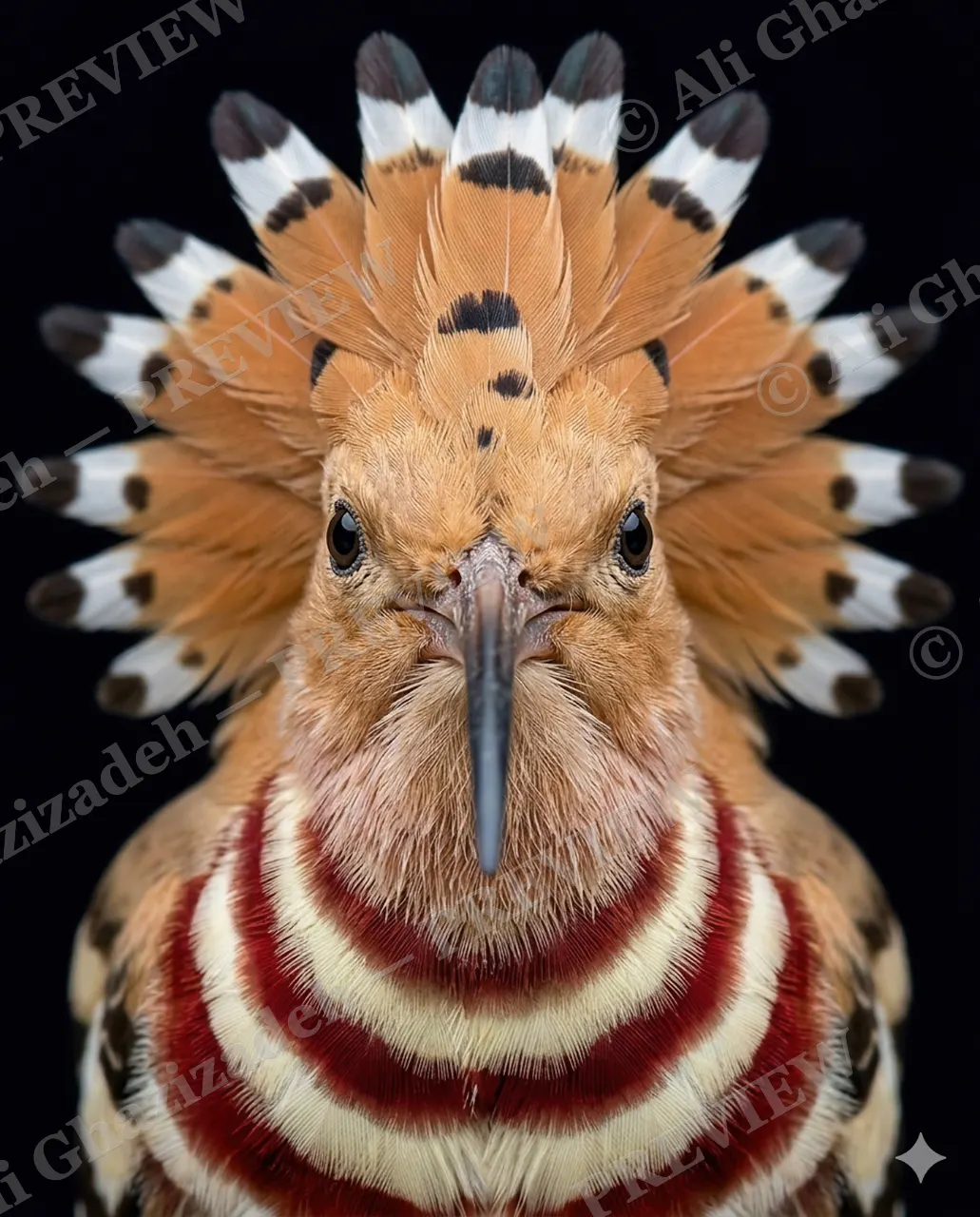 Crowning Glory — Royal Hoopoe — Pheasant artwork by Ali Ghazizadeh