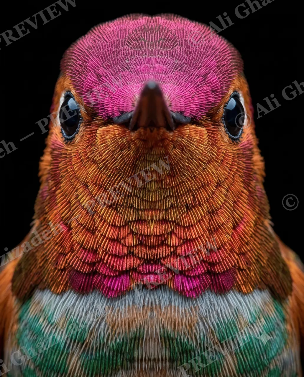 Crowning Glory — Sunset Crown — Pheasant artwork by Ali Ghazizadeh