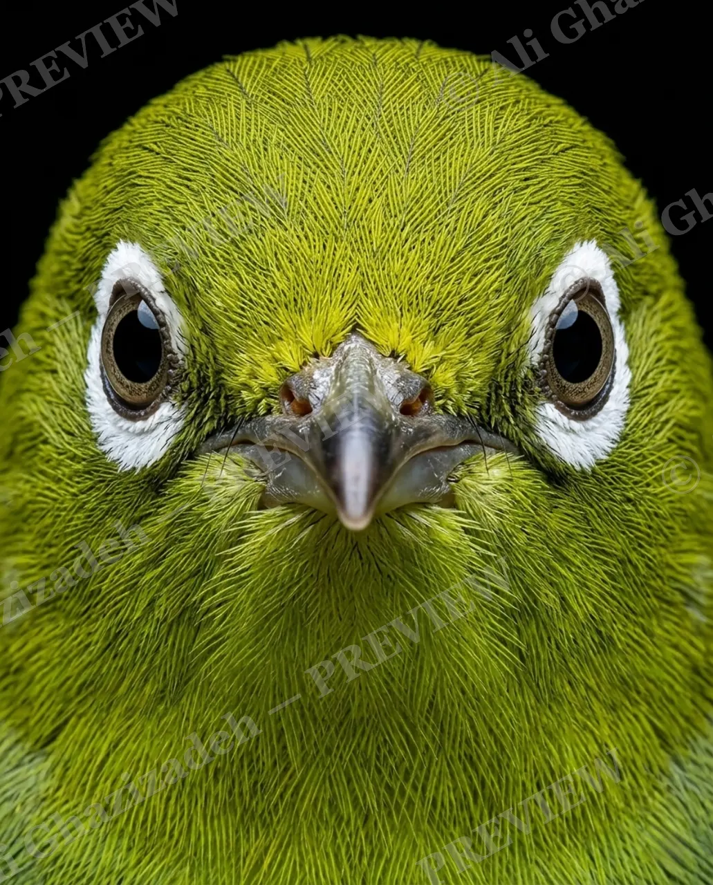 Crowning Glory — Wide-Eyed Wonder — Pheasant artwork by Ali Ghazizadeh