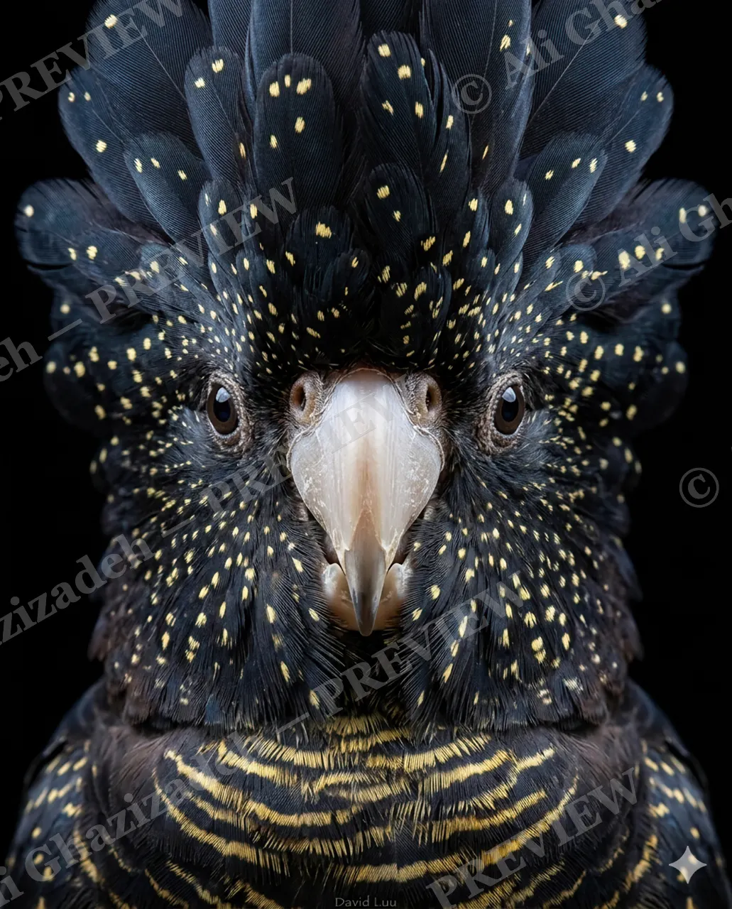 Crowning Glory — Yellow Speckled Stare — Pheasant artwork by Ali Ghazizadeh