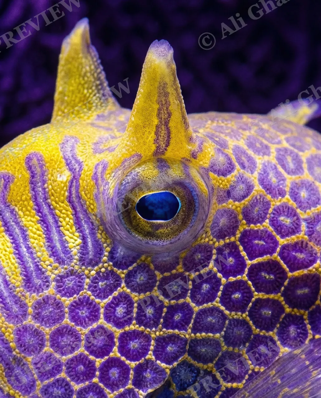 Devil in the Details — Horns Up Close — Cowfish artwork by Ali Ghazizadeh
