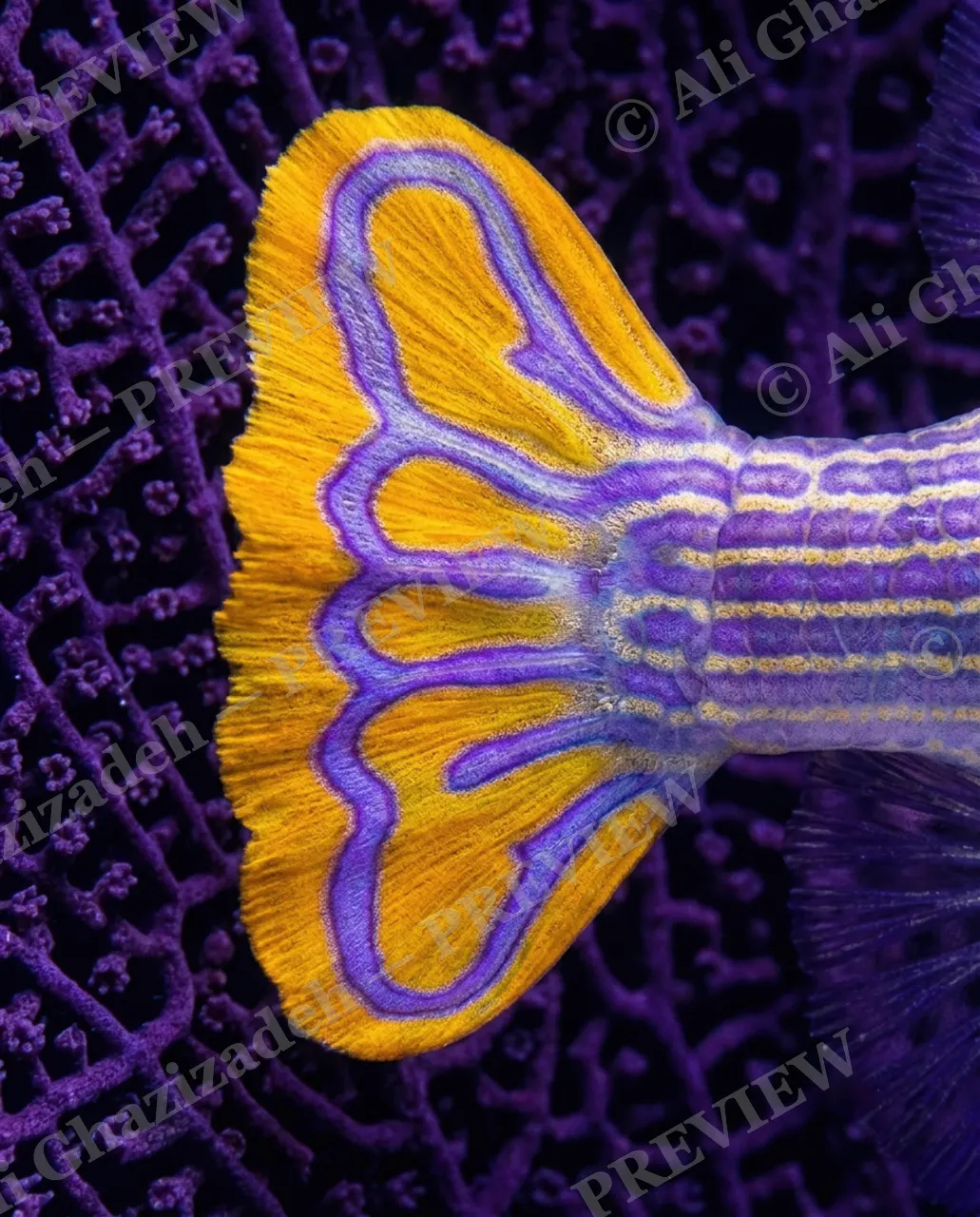 Devil in the Details — Stained-Glass Tail — Cowfish artwork by Ali Ghazizadeh
