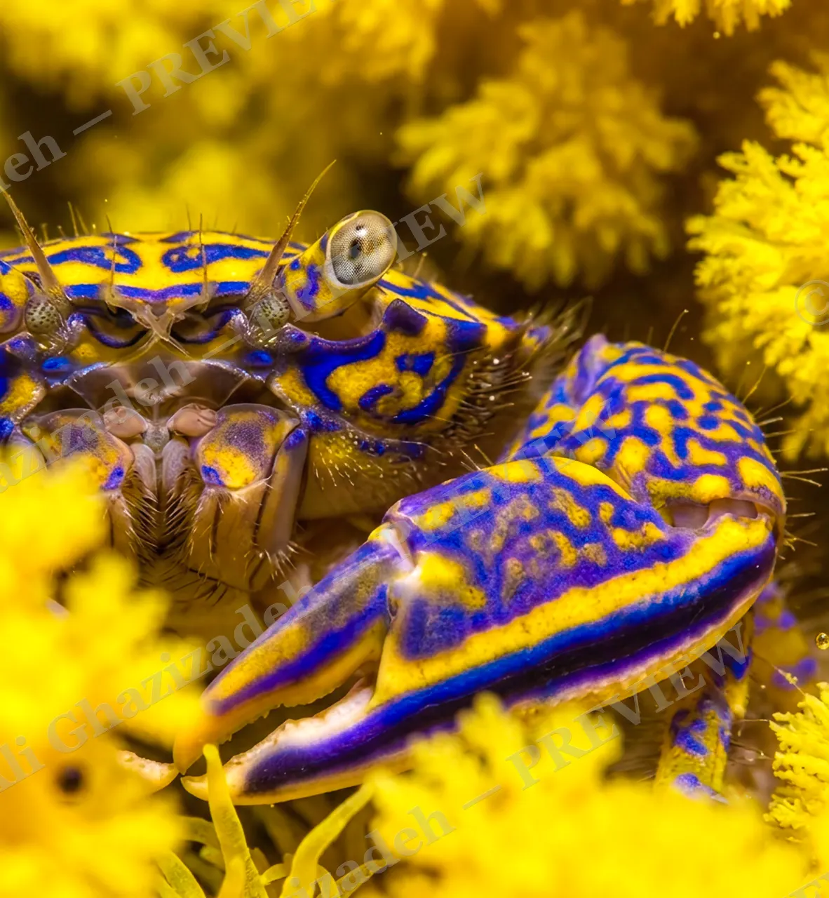 Double Take — Blue and Gold — Crab artwork by Ali Ghazizadeh