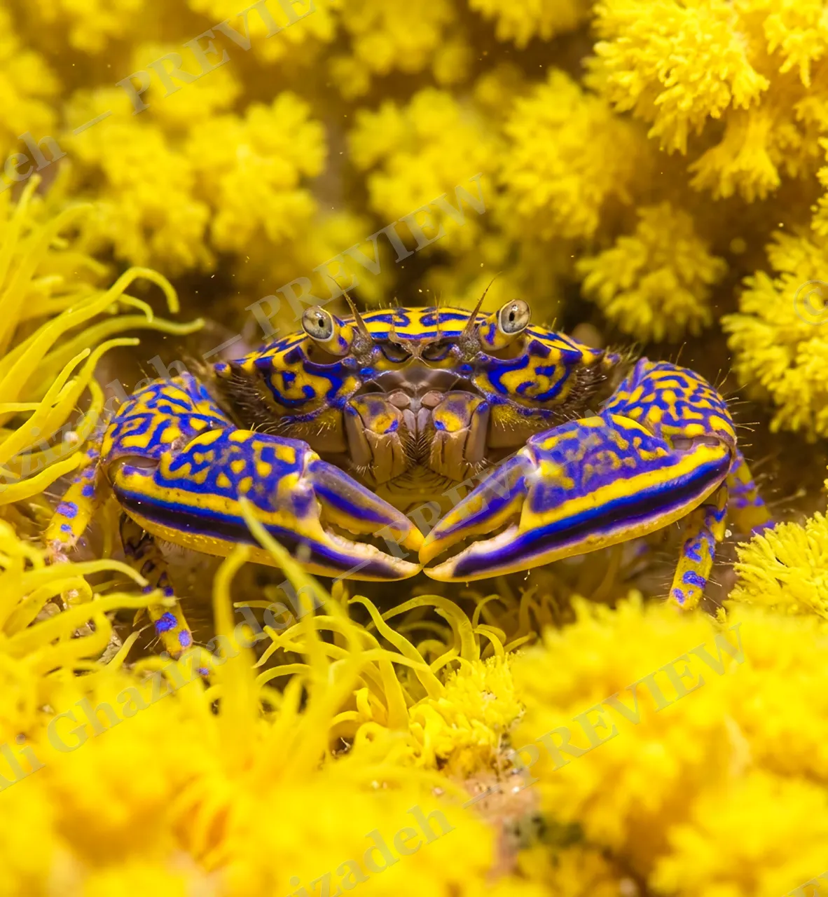 Double Take — Claws Out — Crab artwork by Ali Ghazizadeh