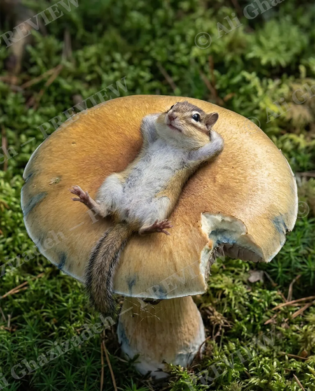 Double Take — Mushroom Nap — Crab artwork by Ali Ghazizadeh