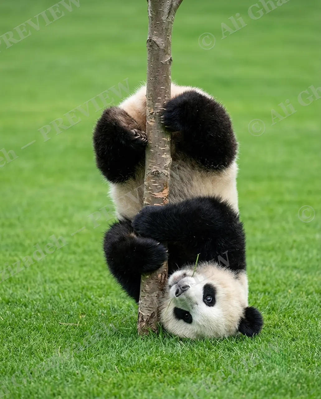 Downward Panda — Losing Its Grip — Giant panda artwork by Ali Ghazizadeh