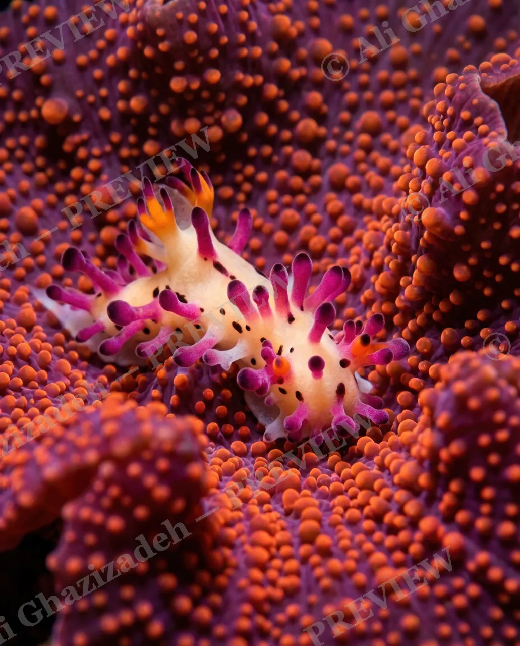 Dress Code — Blending In — Nudibranch artwork by Ali Ghazizadeh