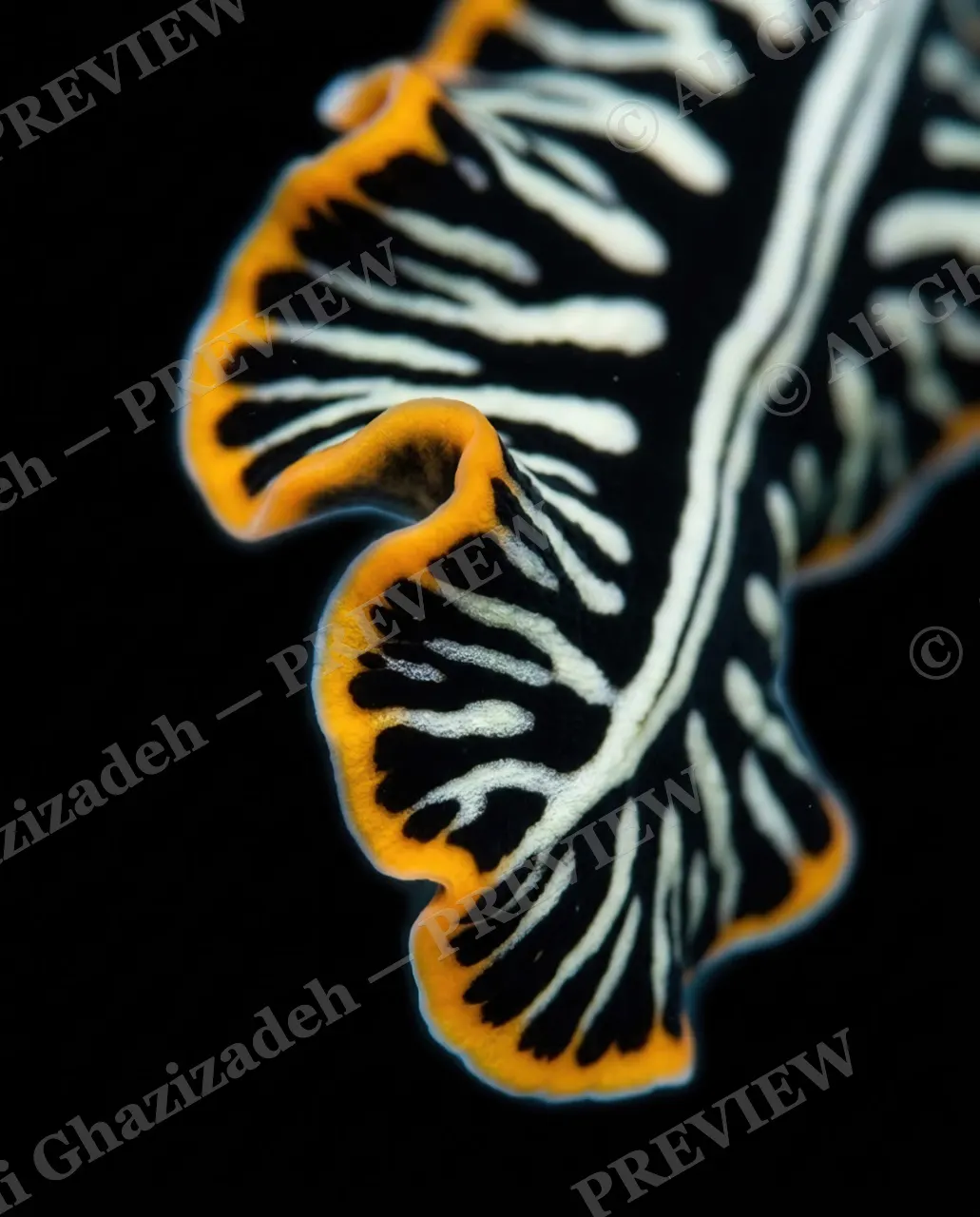 Dressed to Frill — Black and Orange Tiger Print — Marine flatworm artwork by Ali Ghazizadeh