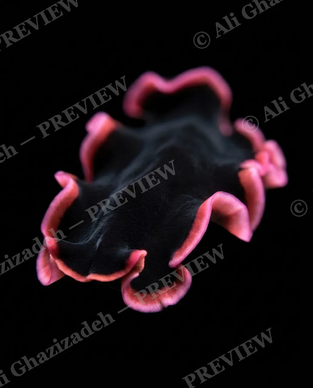 Dressed to Frill — Black Silk, Pink Piping — Marine flatworm artwork by Ali Ghazizadeh