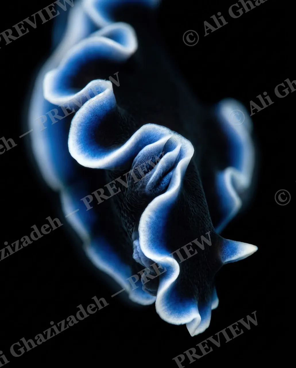 Dressed to Frill — Blue Ruffle Unfurled — Marine flatworm artwork by Ali Ghazizadeh