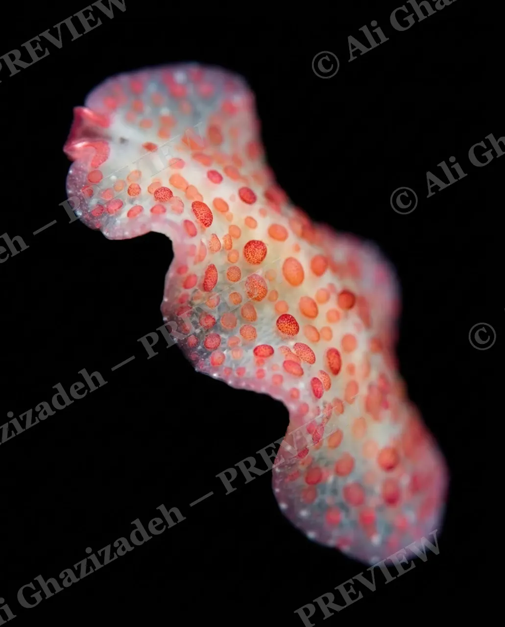 Dressed to Frill — Blush with Coral Freckles — Marine flatworm artwork by Ali Ghazizadeh