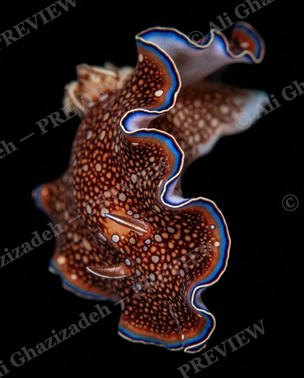 Dressed to Frill — Bronze Dot Cascade — Marine flatworm artwork by Ali Ghazizadeh