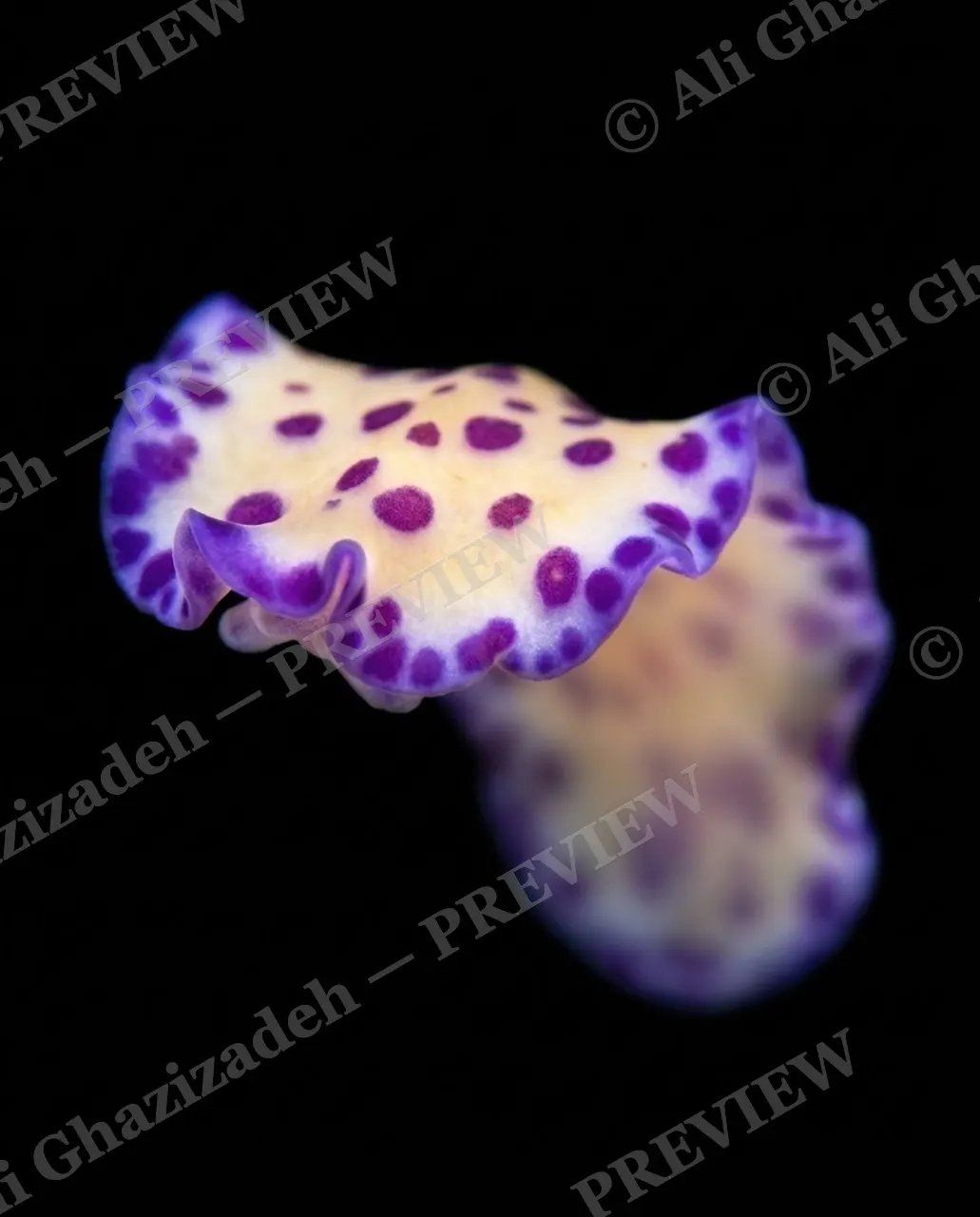 Dressed to Frill — Cream with Berry Spots — Marine flatworm artwork by Ali Ghazizadeh