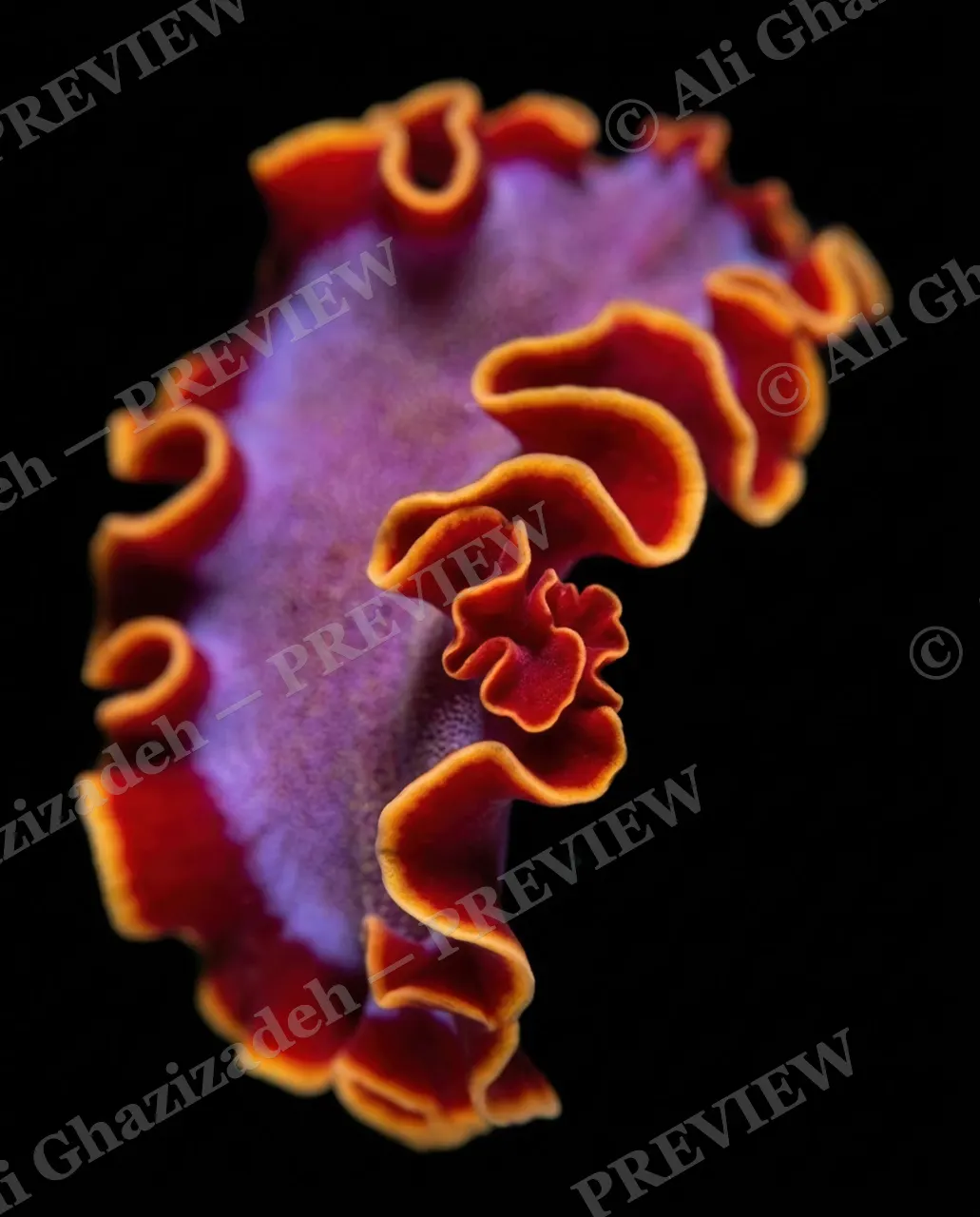 Dressed to Frill — Crimson and Gold Cape — Marine flatworm artwork by Ali Ghazizadeh