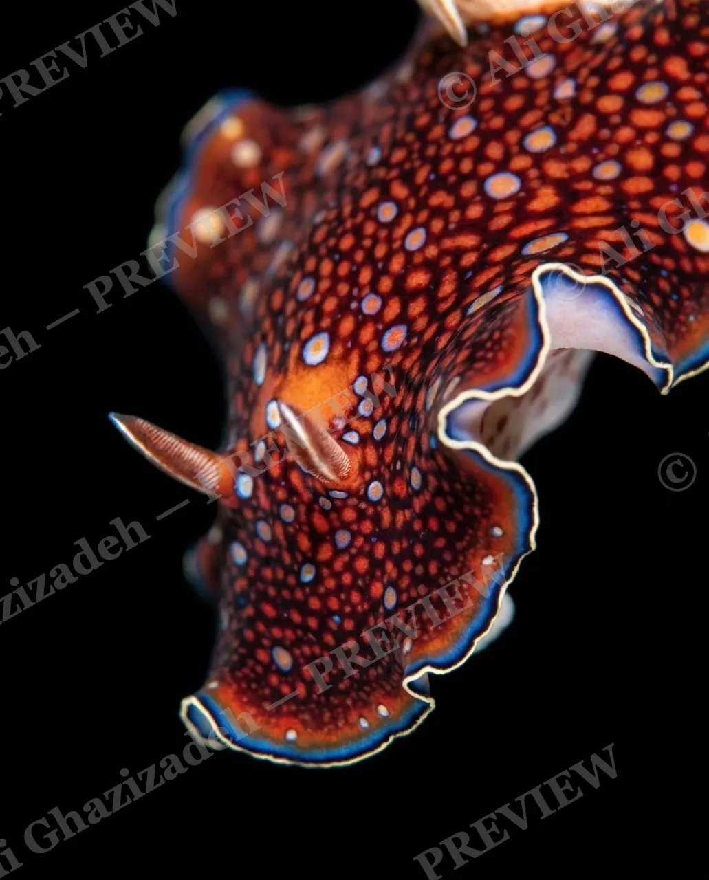 Dressed to Frill — Face to Face — Marine flatworm artwork by Ali Ghazizadeh