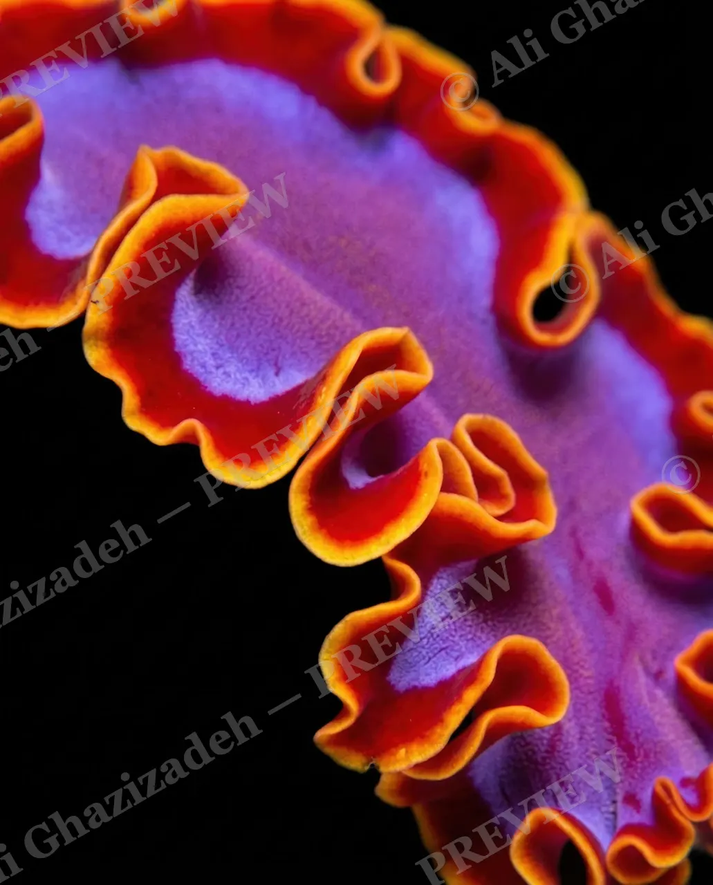 Dressed to Frill — Folds of Fire — Marine flatworm artwork by Ali Ghazizadeh