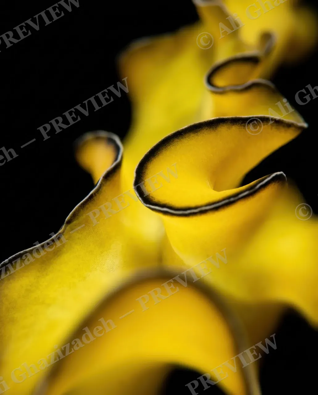 Dressed to Frill — Golden Ribbon Unfurled — Marine flatworm artwork by Ali Ghazizadeh