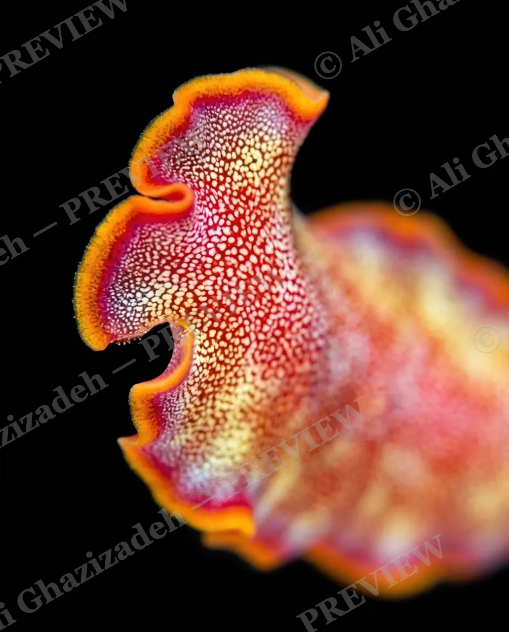 Dressed to Frill — Marble Curl, Closer Look — Marine flatworm artwork by Ali Ghazizadeh
